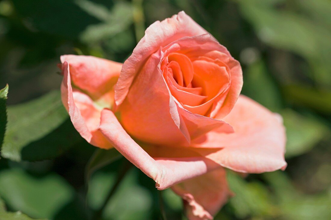 Rose (Rosa 'Blessings')