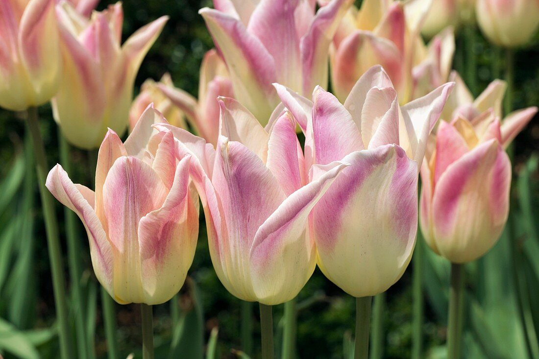 Tulip (Tulipa 'Elegant Lady')