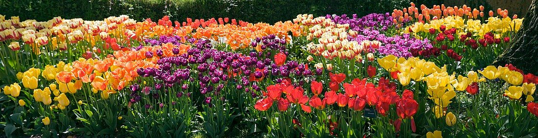 Tulip (Tulipa sp.) borders