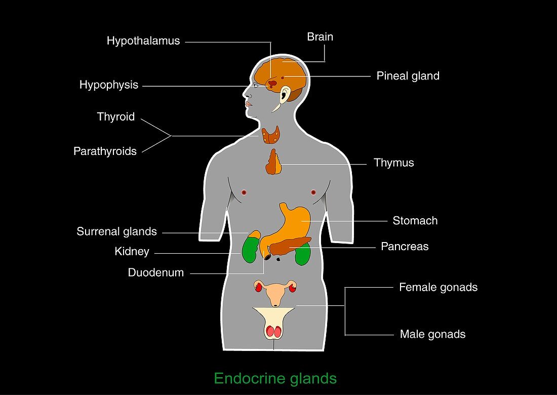 Endocrine system,artwork
