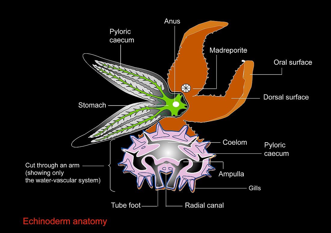 Echinoderm anatomy,artwork