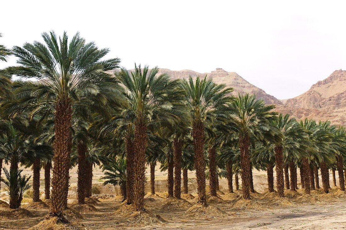 Desert Palm Tree Plantation