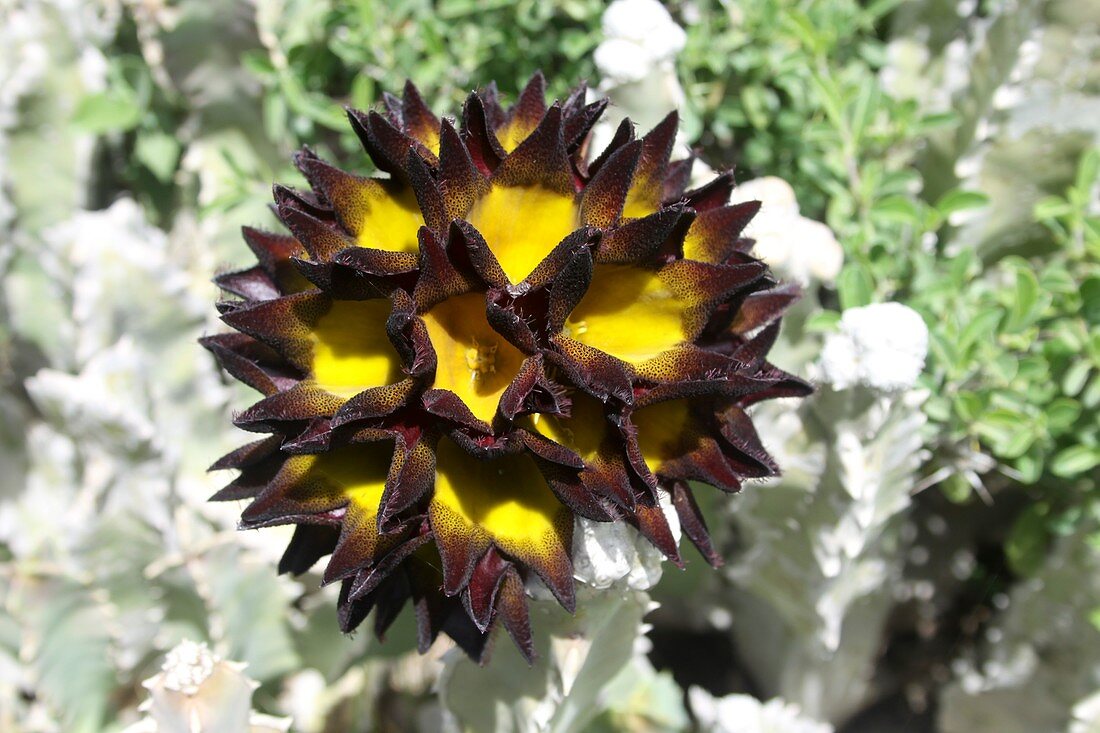 Caralluma flower