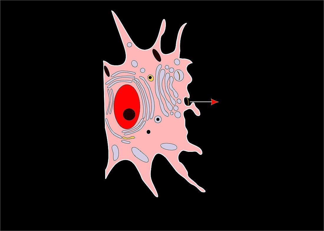 Fibroblast cell,artwork