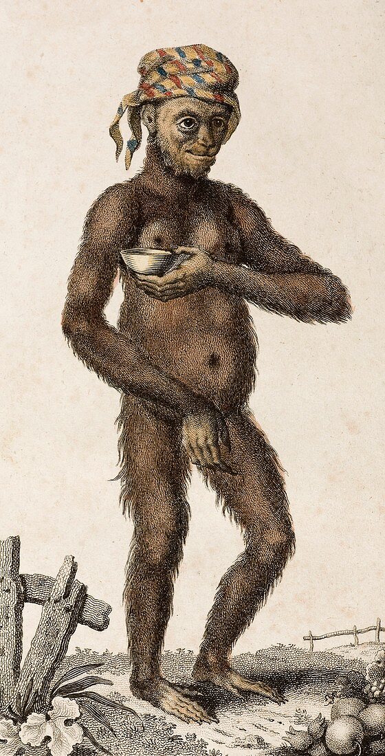 1795 Domesticated female orangutan
