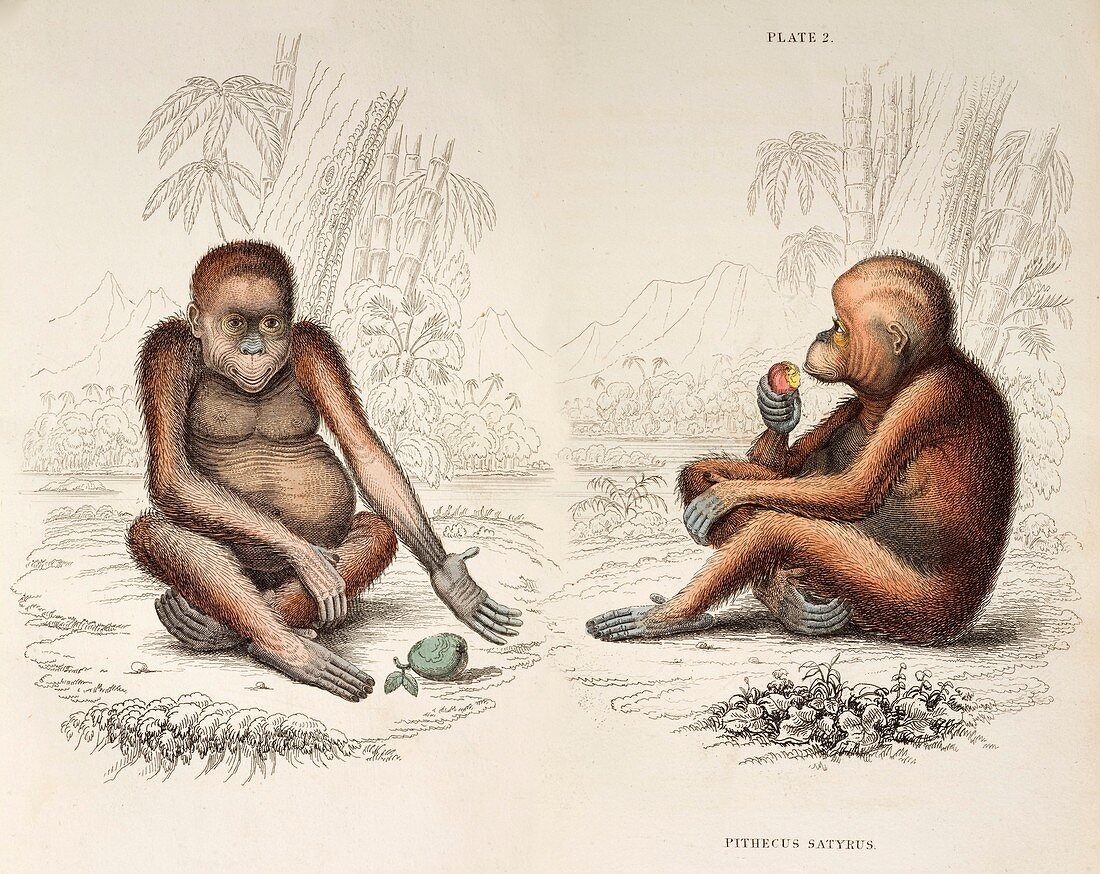 1833 Jardine Pithecus satyrus Orangutan