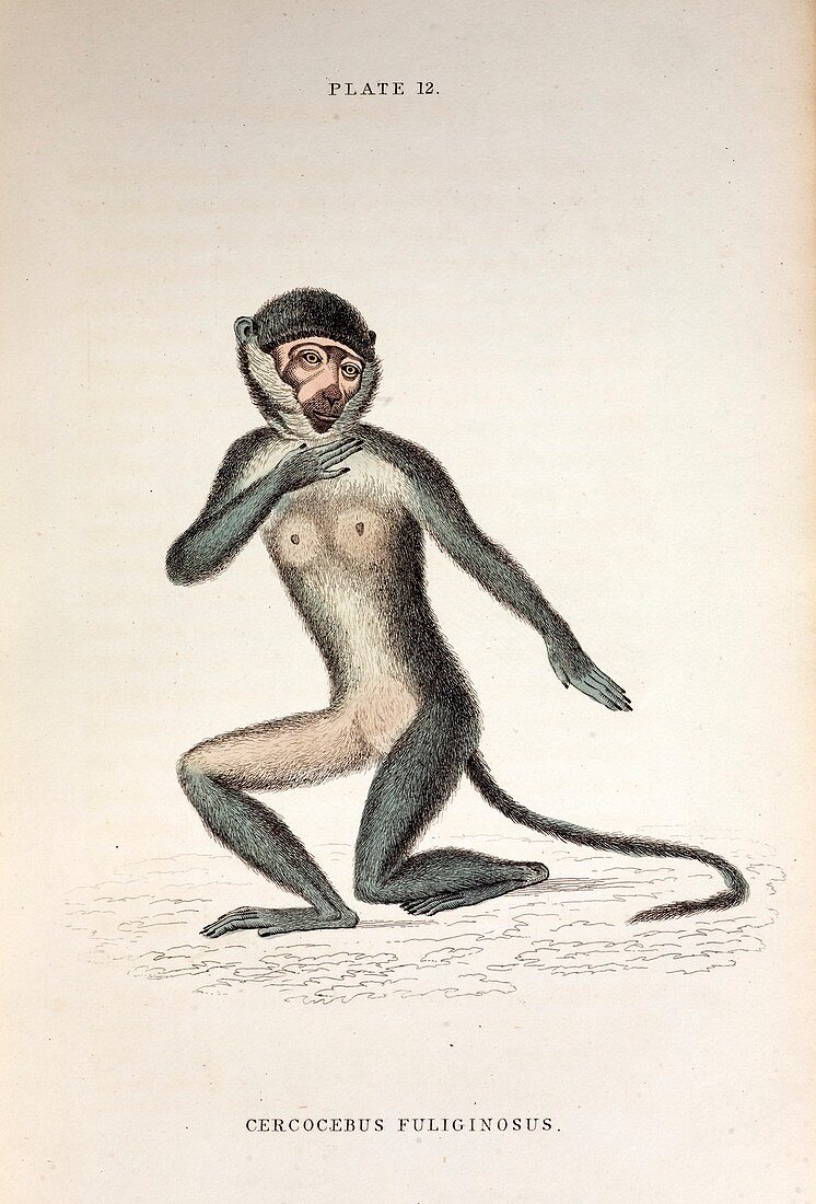 1833 Jardine cercocebus monkey