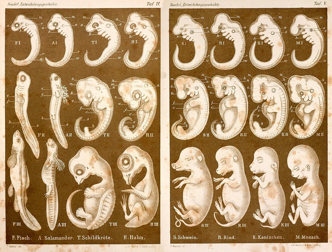 1874 Ernst Haeckel Embryo drawings
