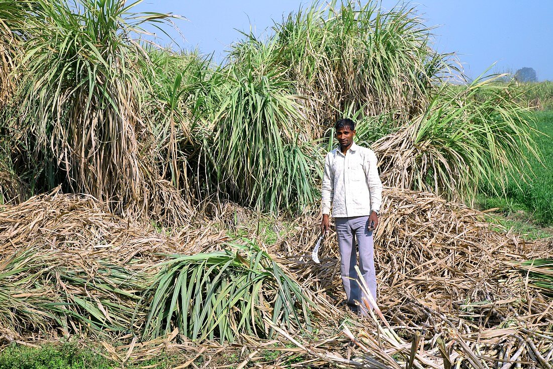 Sugar cane harvest,India