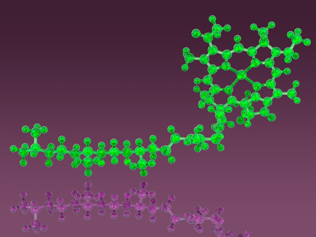 Chlorophyll a molecule,artwork