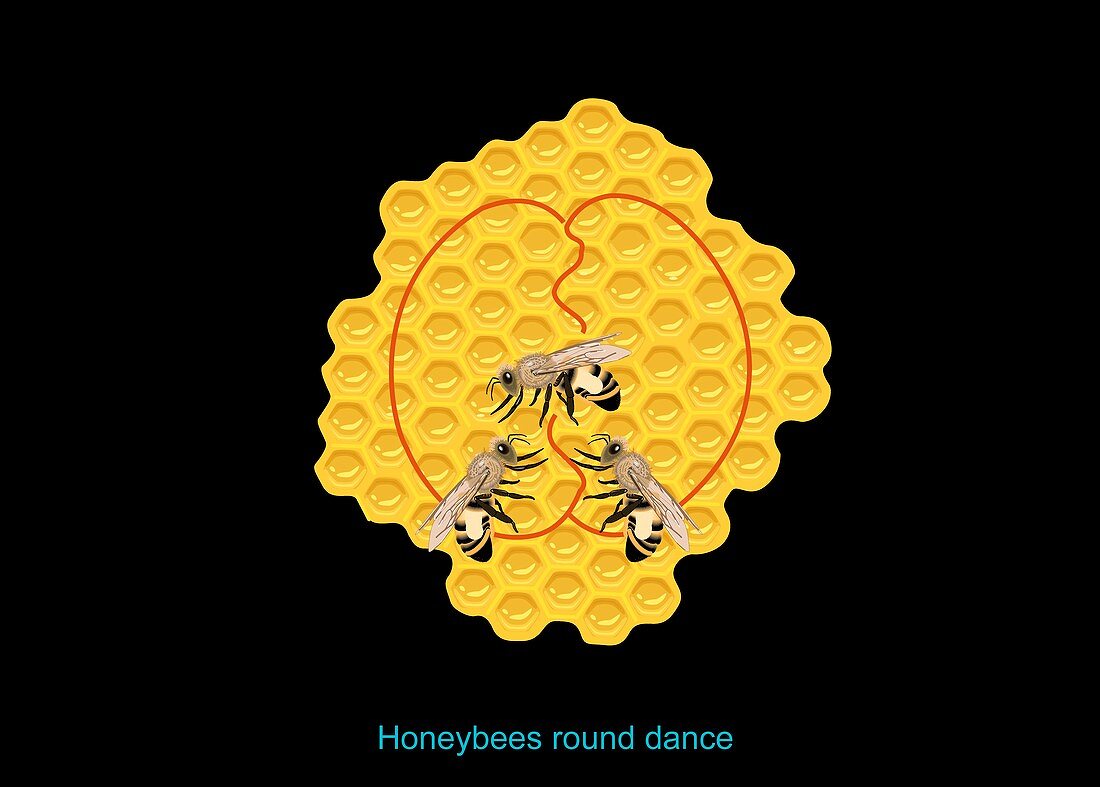 Honeybee dance,diagram