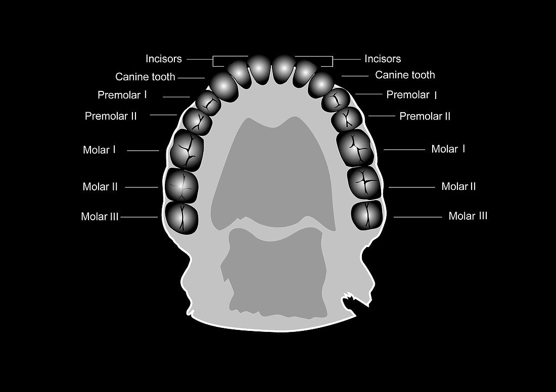 Human tooth anatomy,diagram