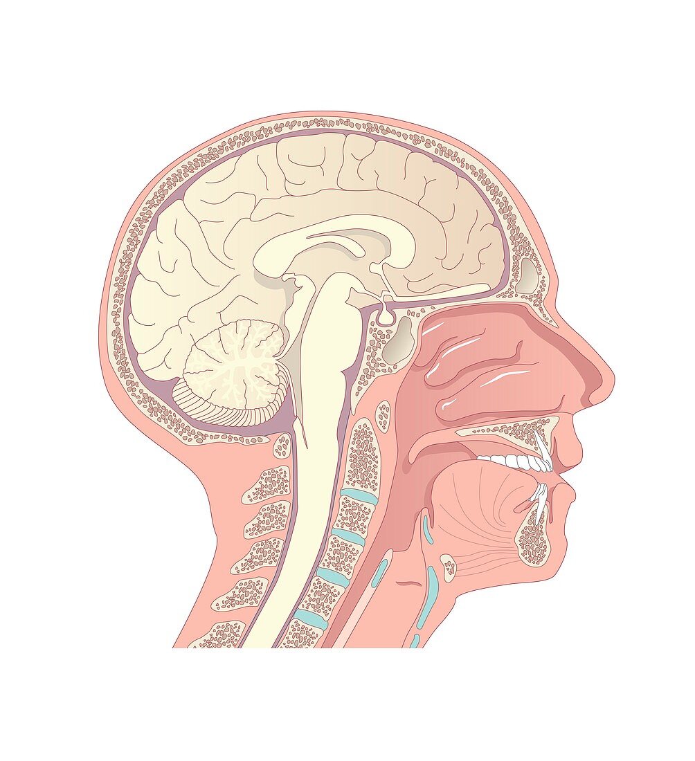 Anatomy of the head,artwork