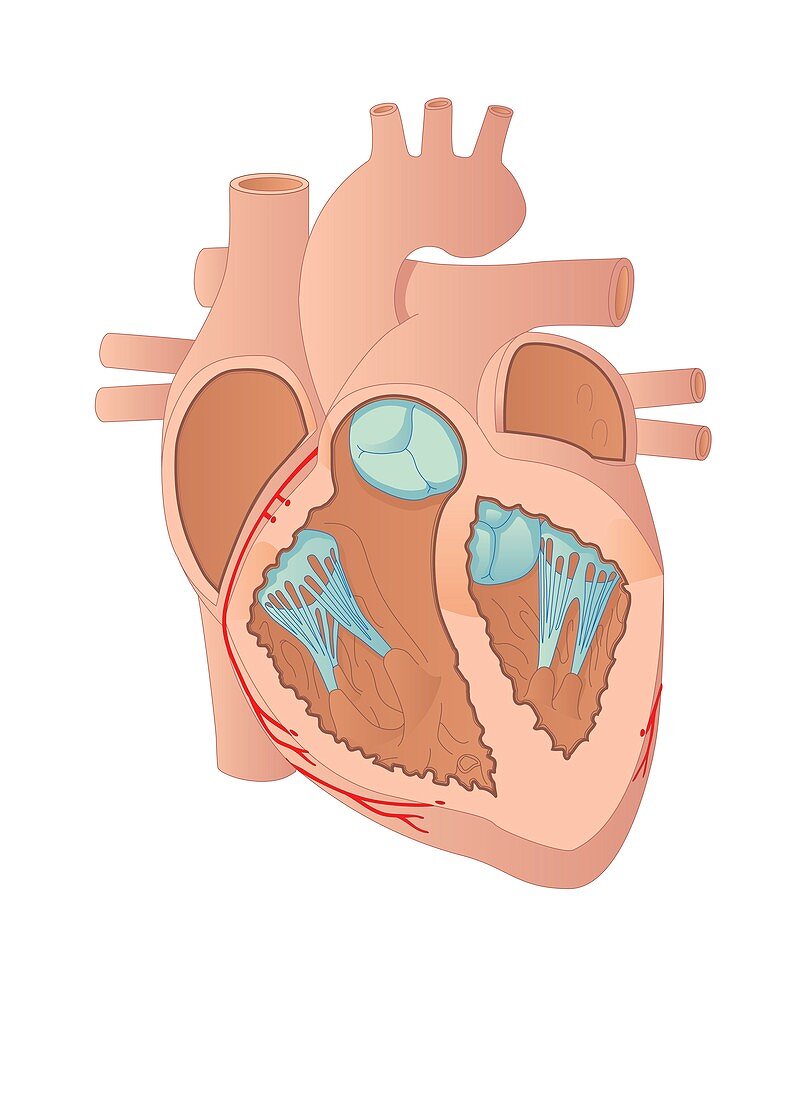 Anatomy of the heart,artwork