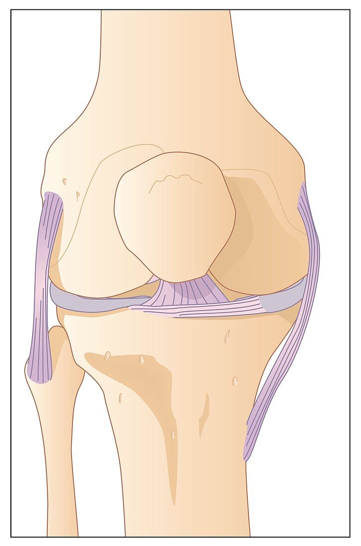 Knee in anterior view,artwork