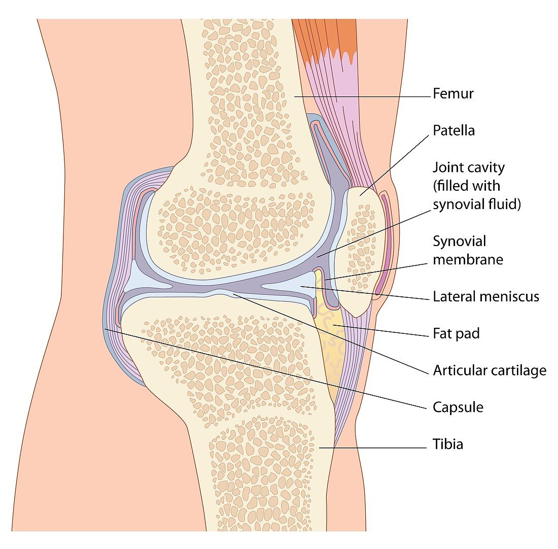 Knee joint anatomy,artwork