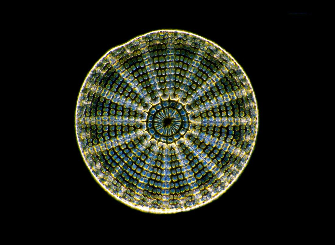 Fossil diatom,light micrograph