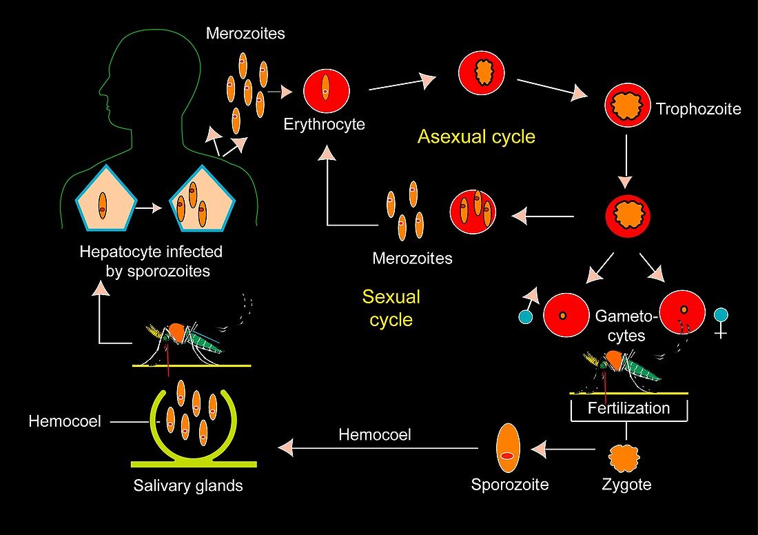 Plasmodium parasite cycle,diagram