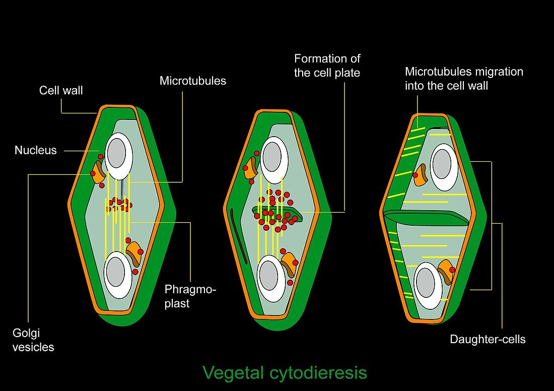 Cytokinesis,diagram