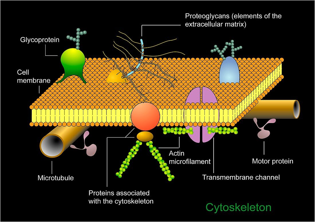 Cytoskeleton and membrane,diagram