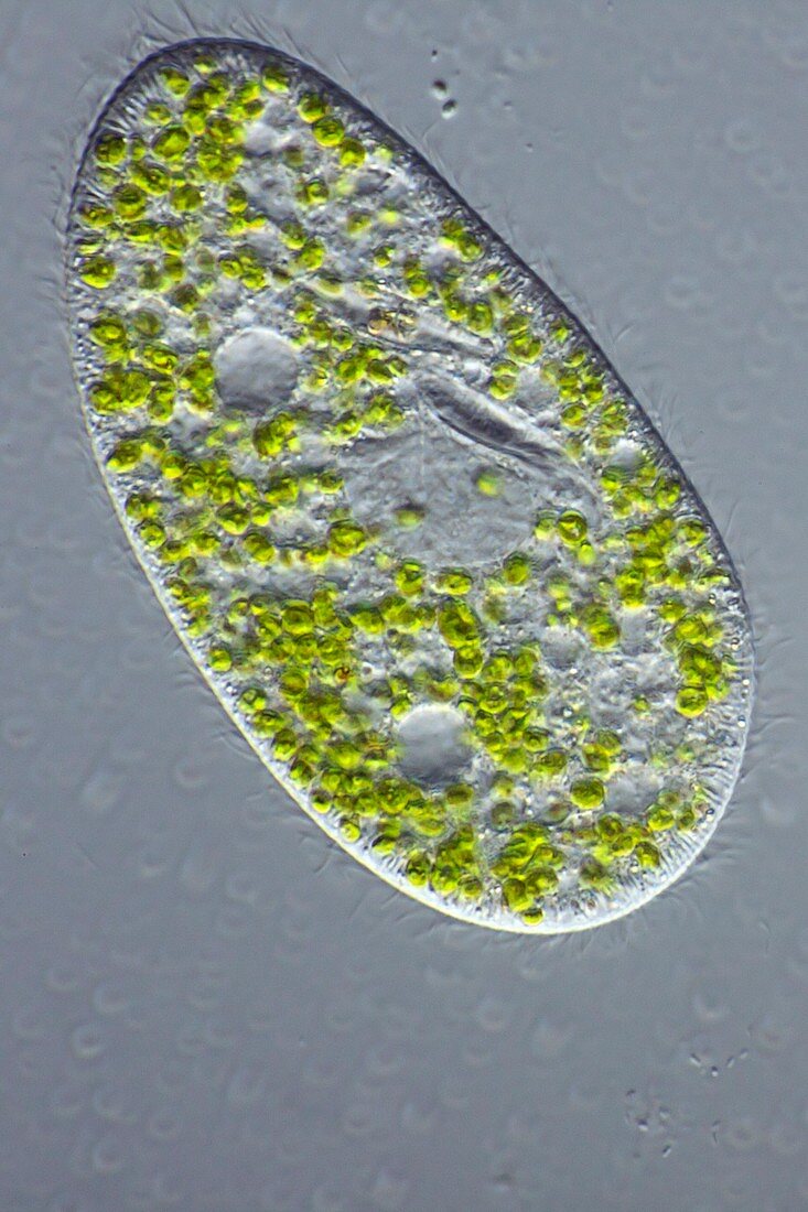 Paramecium protozoan,light micrograph