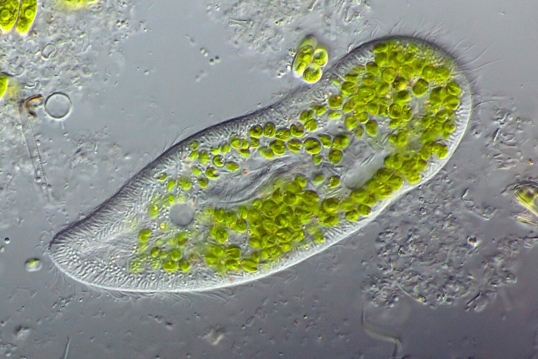 Paramecium protozoan,light micrograph