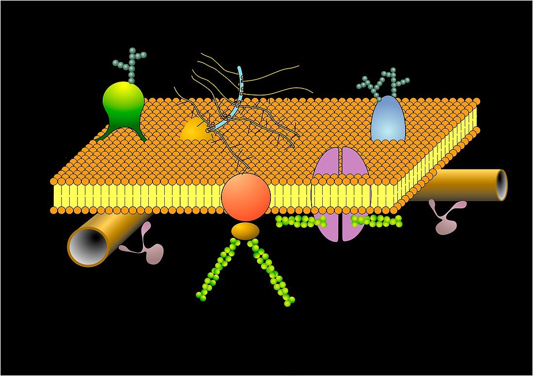 Cytoskeleton and membrane,artwork