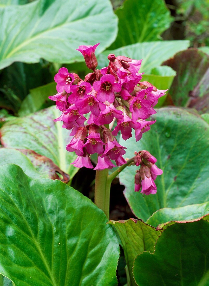 Bergenia 'Sunningdale'