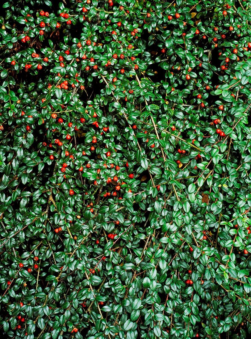 Cotoneaster x suecicus 'Skogholm'