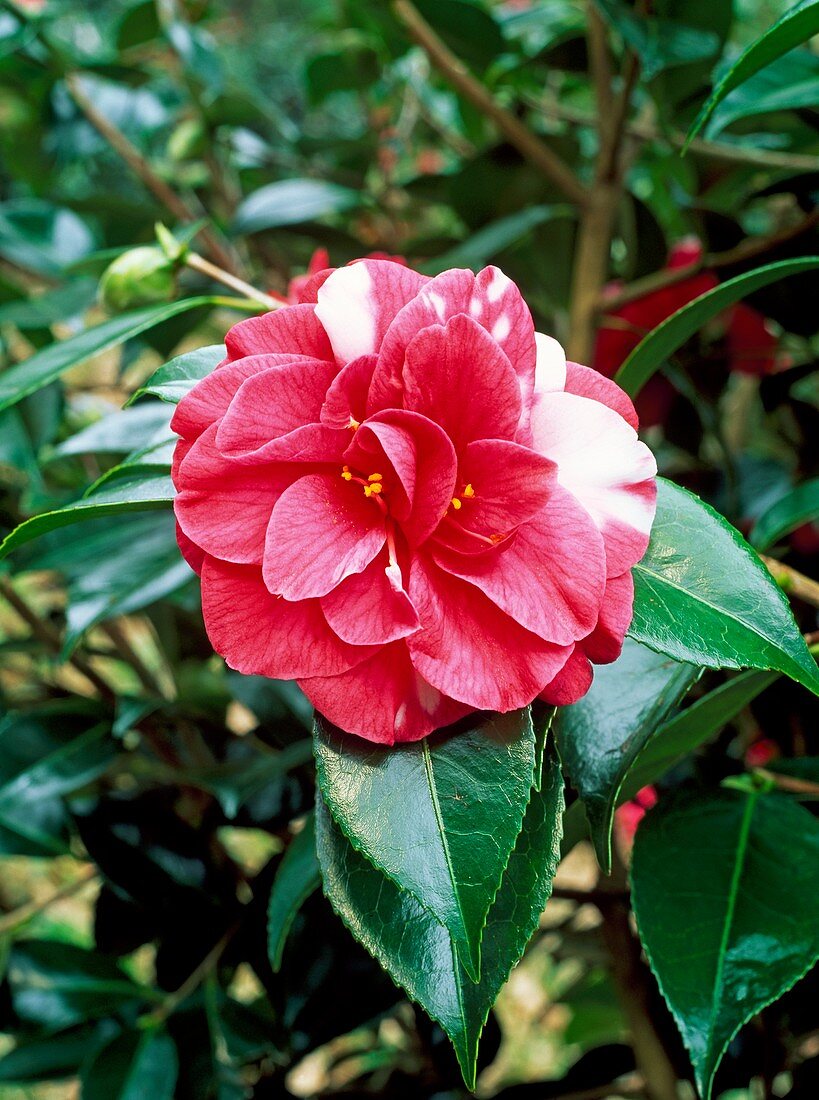 Camellia japonica 'Donckerlarii Improved'
