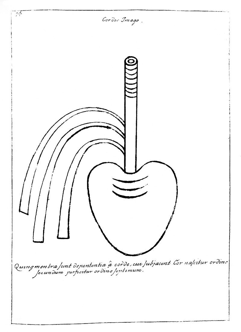 Heart anatomy,17th century