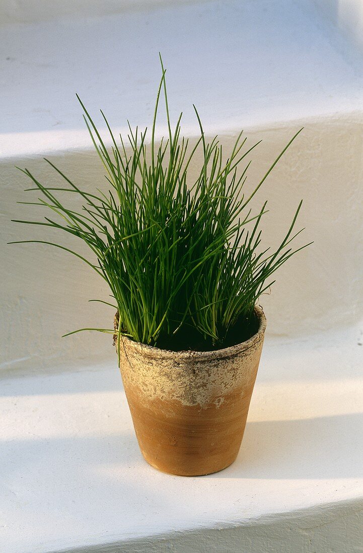 Chives Growing in a Clay Pot