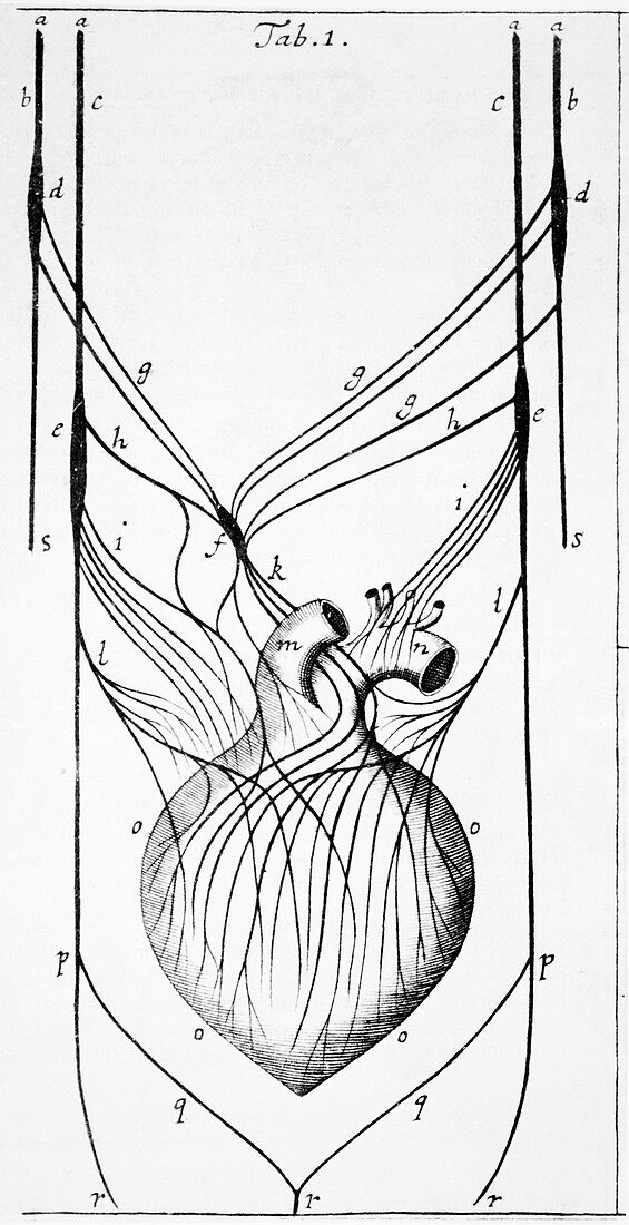 Heart nerves,17th century