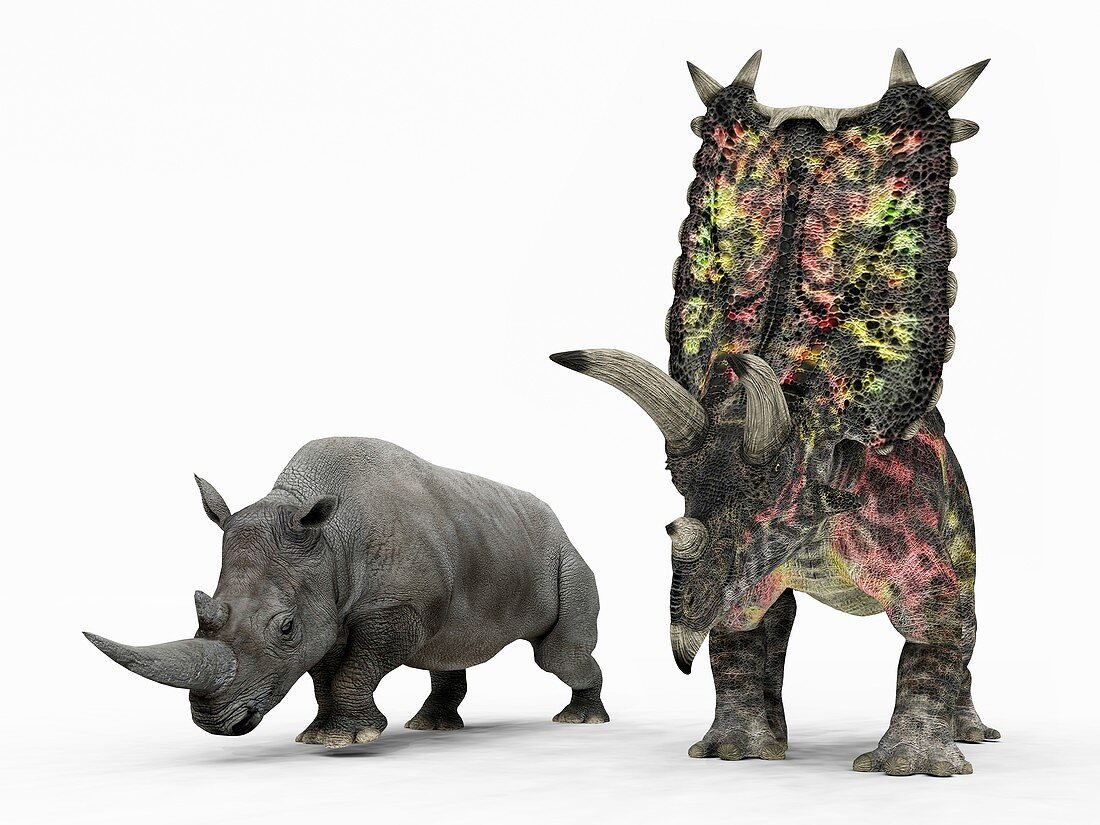 Rhino and Pentaceratops dinosaur