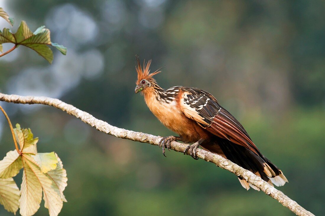 Hoatzin perched in a tree