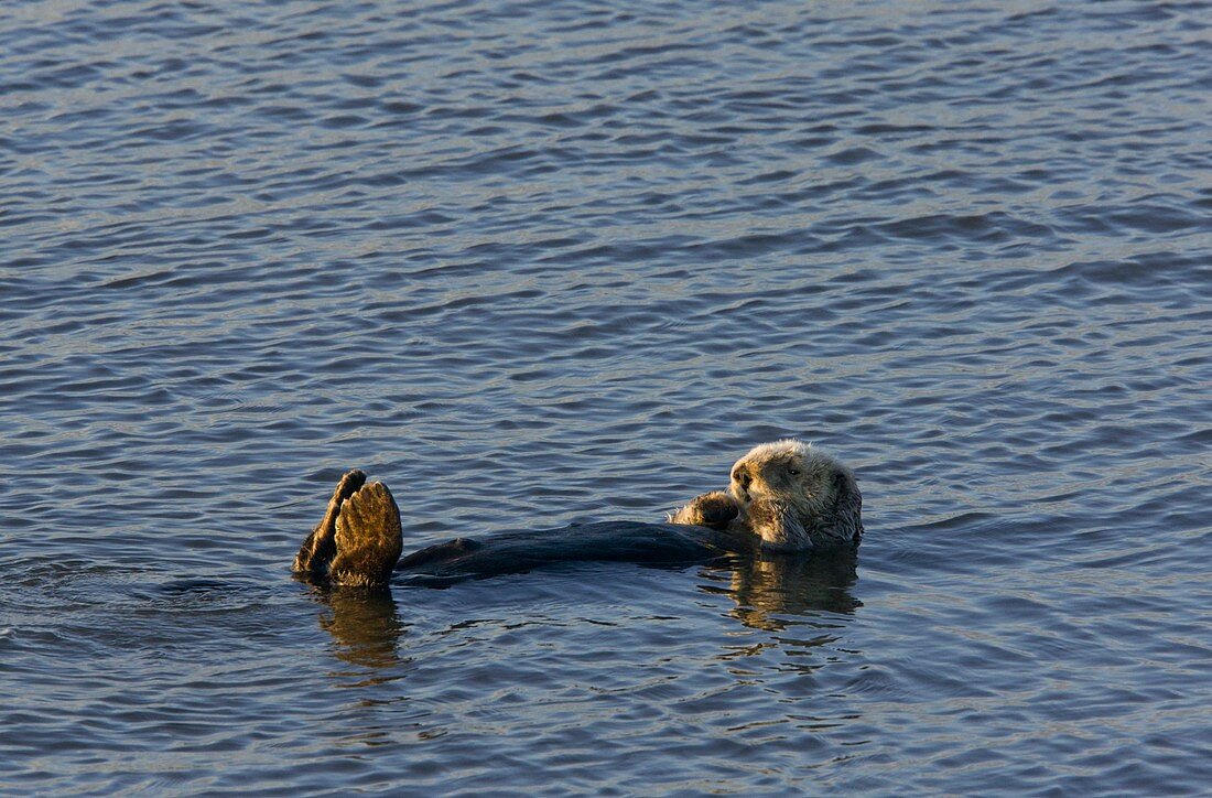 Sea Otter,USA