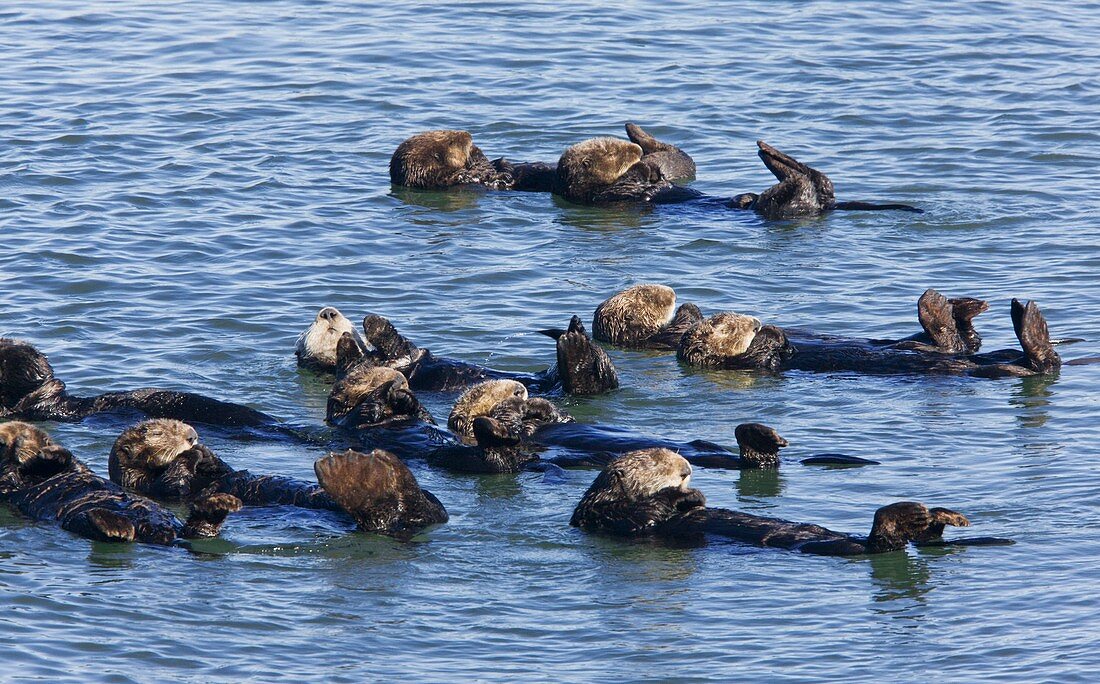 Sea Otters,USA