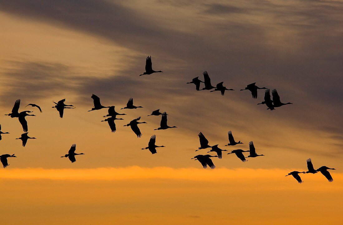 Lesser Sandhill Cranes,USA