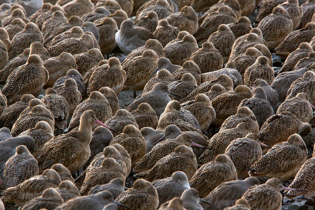 Marbled Godwits and Willets