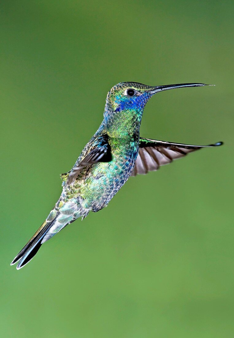 Sparkling violetear hummingbird