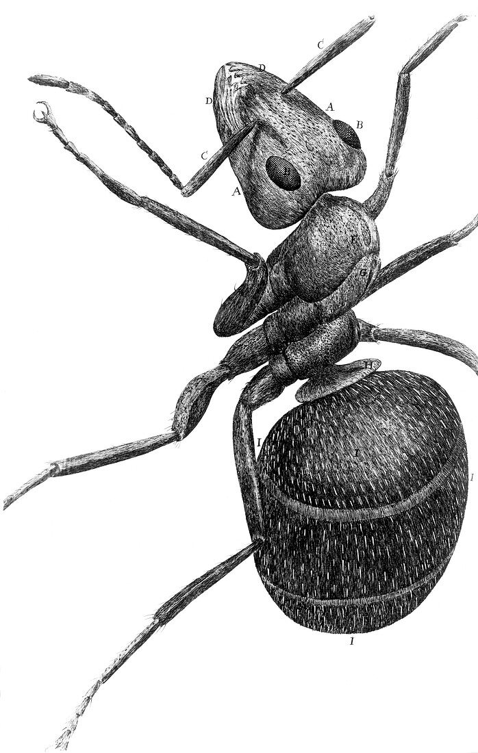 Ant,17th Century artwork