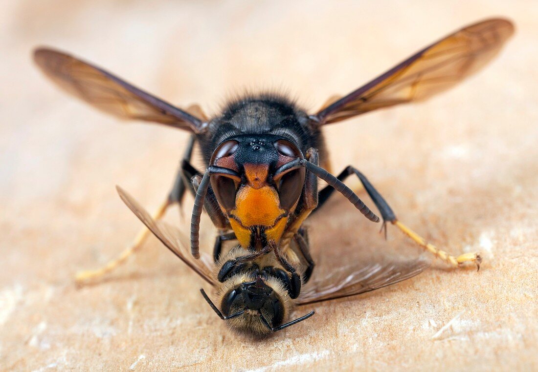 Asian hornet preying on a bee