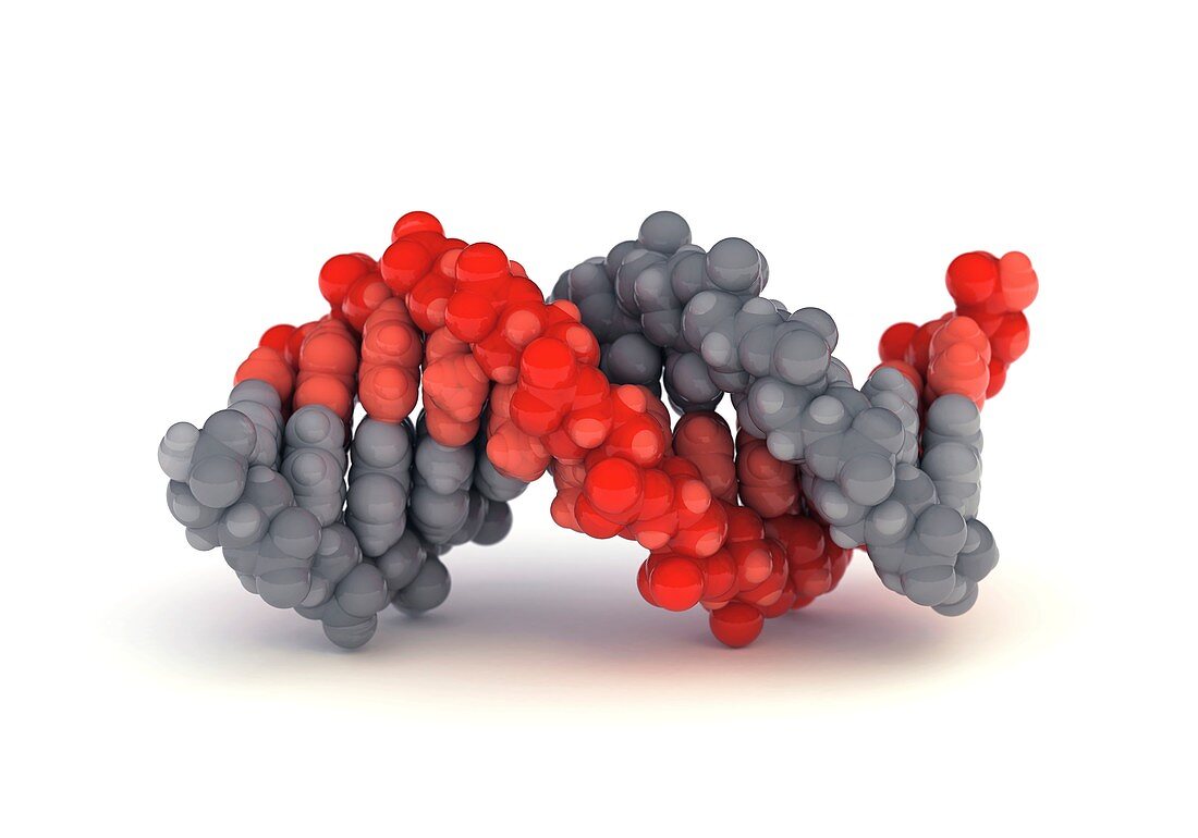 B-DNA molecule