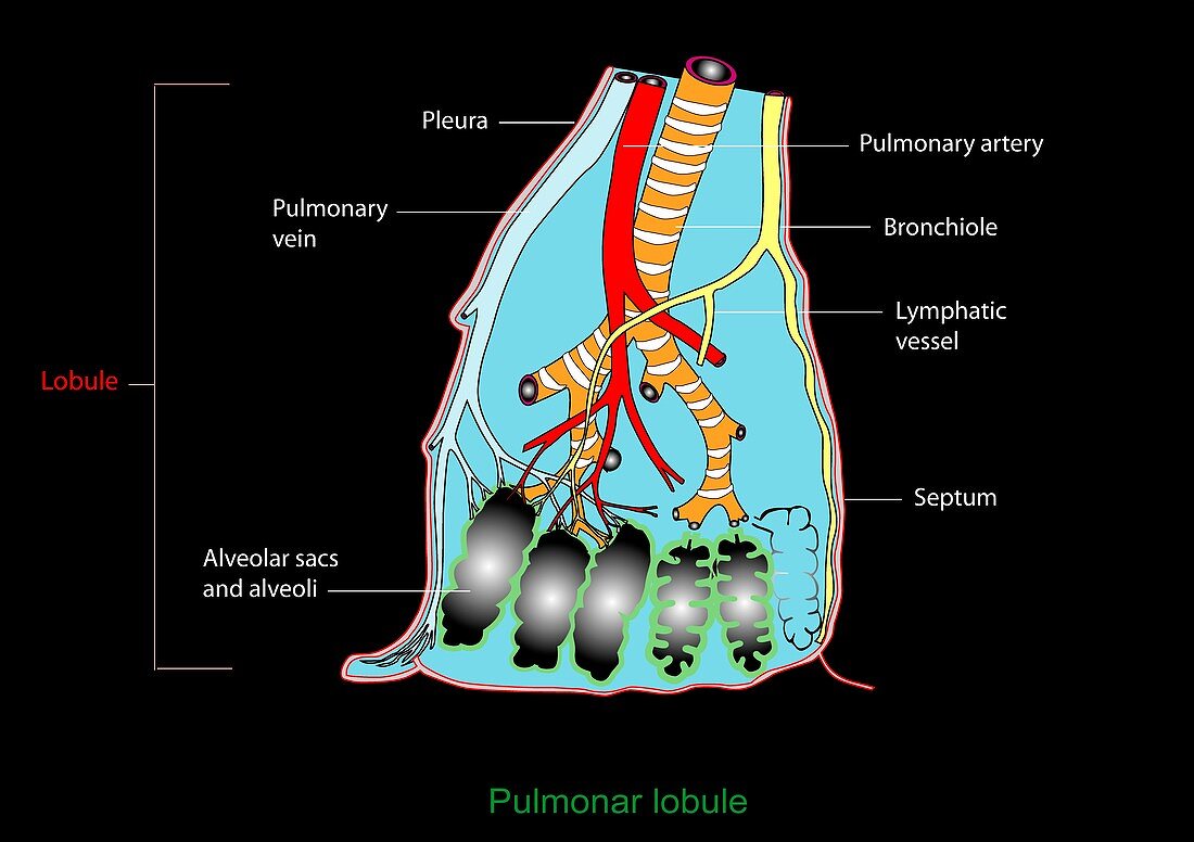 Pulmonary lobule,artwork