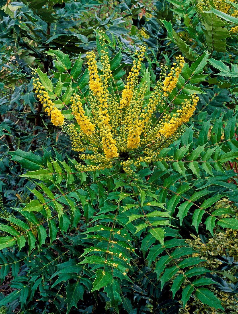 Mahonia x media 'Lionel Fortescue'