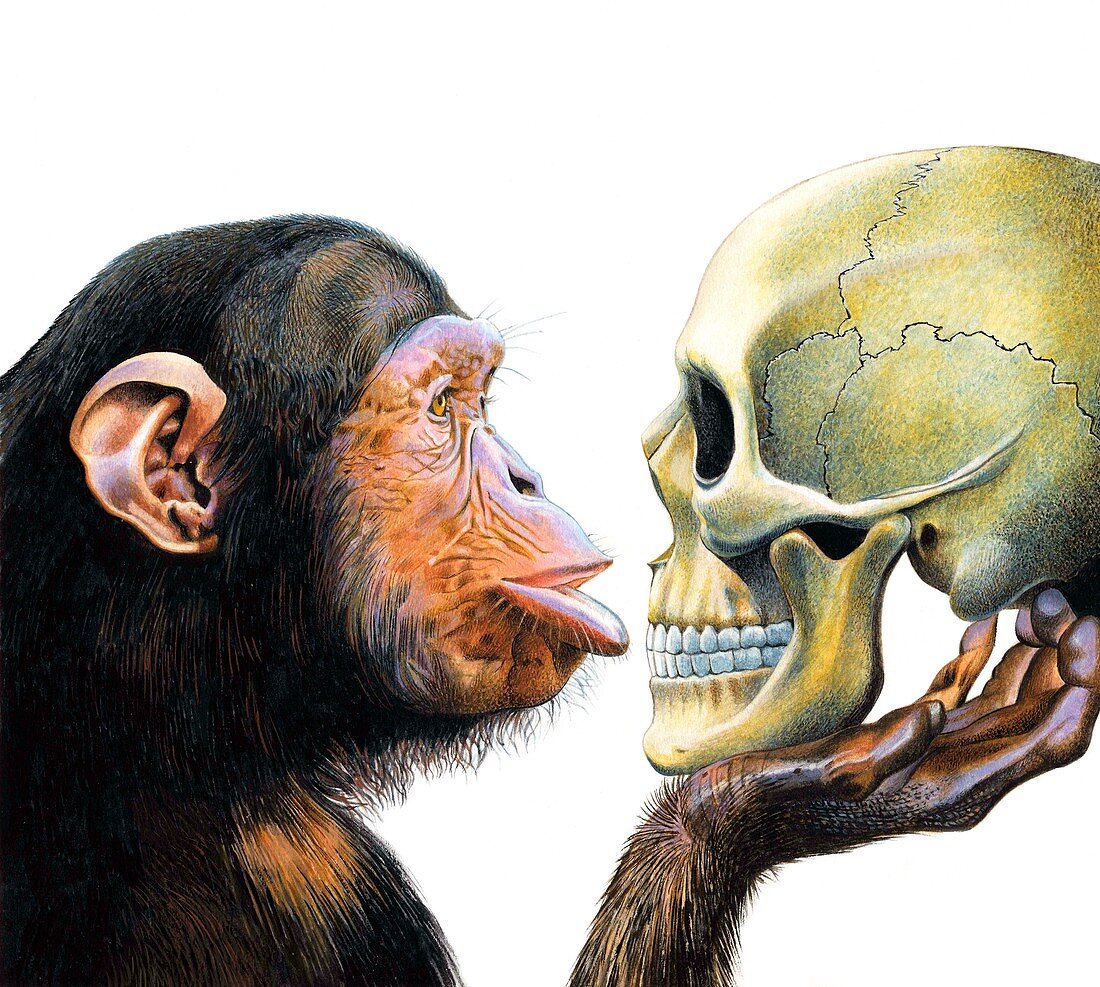 Primate evolution,conceptual artwork