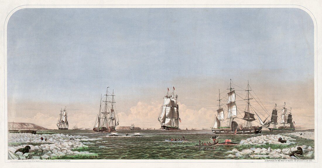 Whaling ships at sea,historical artwork