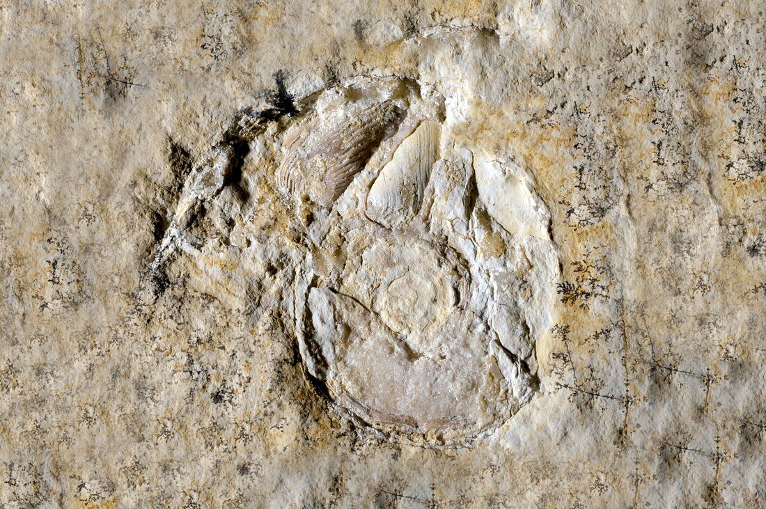 Ammonite fossil