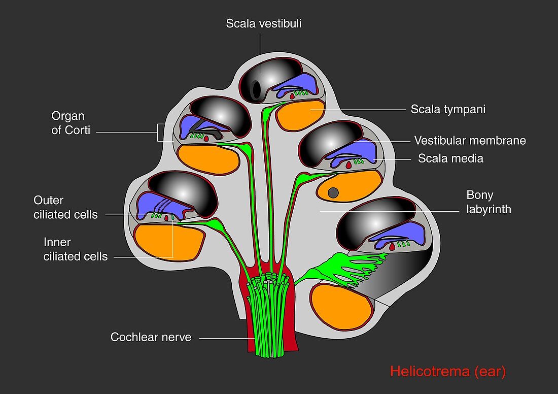 Helicotrema cochlear structure,diagram