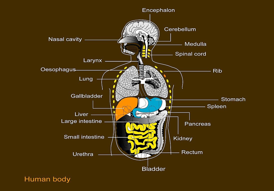 Human internal organs,diagram